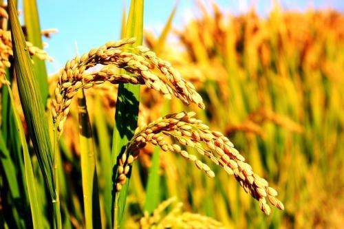 我國(guó)科學(xué)家解析水稻分子機(jī)制，水稻增產(chǎn)成為可能