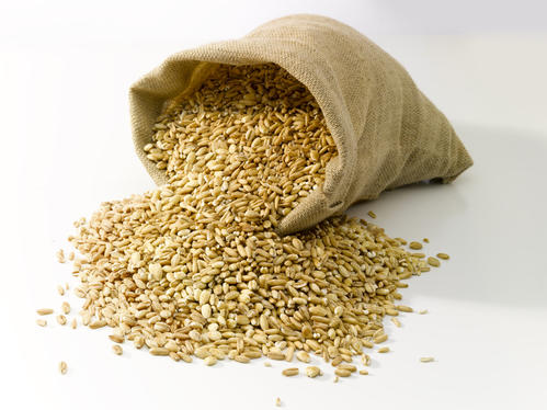 農(nóng)業(yè)農(nóng)村部：全力做好小麥條銹病防控